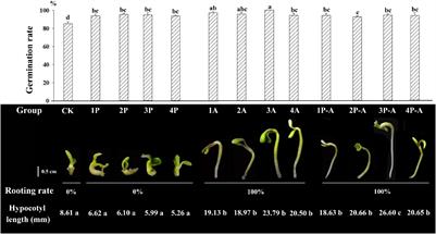 The Effect of Anti-browning Agent Activated Carbon and Polyvinyl Pyrrolidone on the Rooting of Embryo Seedlings of “FengDan” and Its Transcriptome Analysis